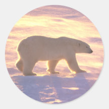 Polar Bear Morn 3 Stickers