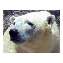Polar Bear Photo Closeup Nikita Kansas City Zoo Postcards