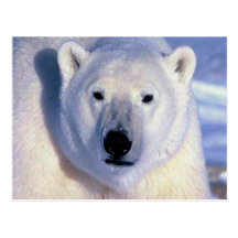 Polar Bear Post Cards