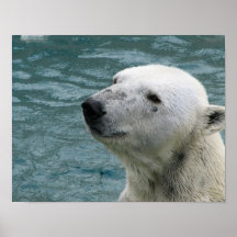 Polar Bear Profile Print