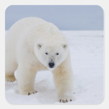 polar bear, Ursus maritimus, on ice and snow, Square Stickers