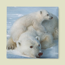 Polar_bear_with_cub Bear Lovers magnets