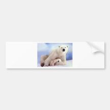 Polar Bears Bumper Sticker