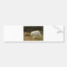 Polar Wolf Bumper Sticker