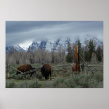Polite Bison Posters