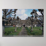Pollarded lime guard of honour, St. Michael and Al Poster