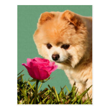 Pomeranian Dog and Rose Postcard