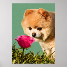 Pomeranian Dog and Rose Print