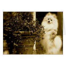 Pomeranian Mischief Card