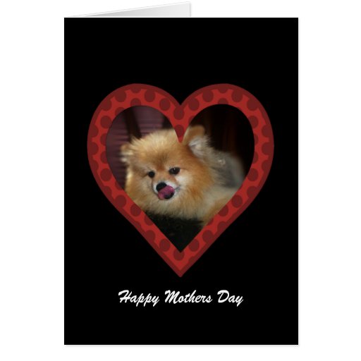 Pomeranian: Mothers Day Card