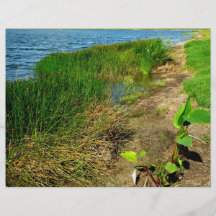 Pond bank with pond plants flyer design