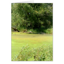 Pond Life Card