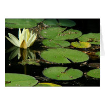 Pond Lilypads Stationery Card