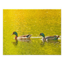 Pond of Gold Photo Print