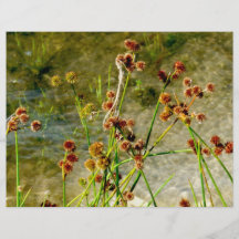 Pond shore plants, spiked puffs on stems photo flyers