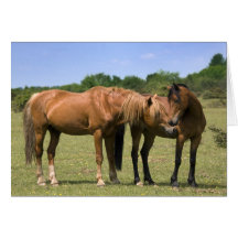 Ponies in Love Card