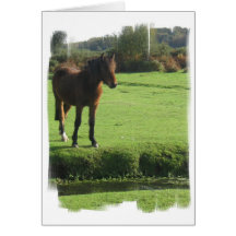 Pony Greeting Card
