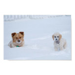 Poodle and Australian Friends in Snow Poster