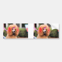 Poodle Day 2010 #1 Bumper Stickers