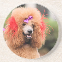 Poodle Day 2010 #1 Coaster