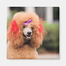 Poodle Day 2010 #1 Magnets