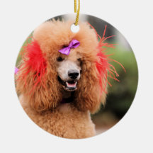 Poodle Day 2010 #1 Ornament