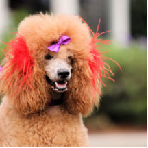 Poodle Day 2010 #1 Photo Cutout