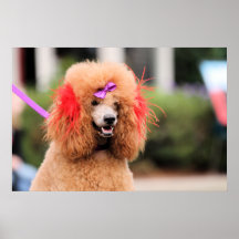 Poodle Day 2010 #1 Print