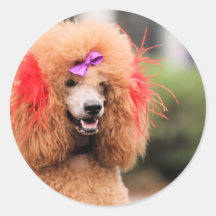 Poodle Day 2010 #1 Sticker