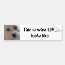 poodle mix bumper bumper stickers