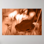 Pop-i poppy poster