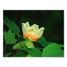 Poplar Tree Tulip Art Photo