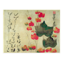 Poppies Postcards
