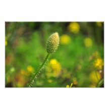 Poppy bud art photo