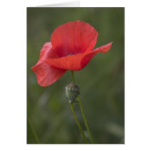 Poppy. Card by cARTerART