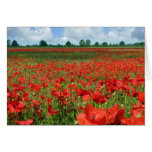 Poppy Fields Cards