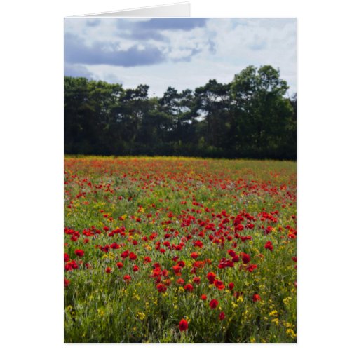 Poppy Fields I note cards