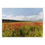 Poppy Fields II note cards