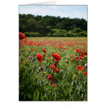 Poppy Fields III note cards