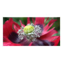 Poppy Photo Greeting Card