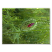 Poppy Photo