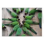 Port Lincoln Parrots Australia Card