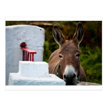 Portrait of a Donkey in Ireland Postcards