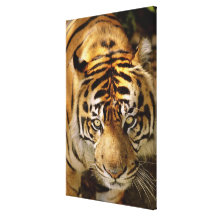 Portrait of a tiger canvas print