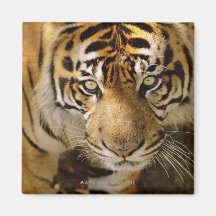 Portrait of a tiger magnets