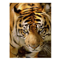 Portrait of a tiger postcards