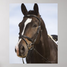 portrait of brown horse print