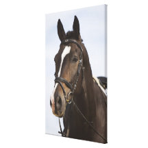 portrait of brown horse stretched canvas print
