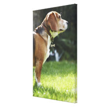 Portrait of Dog 3 Stretched Canvas Prints