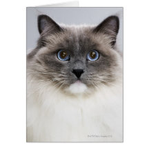 Portrait of Ragdoll cat Cards